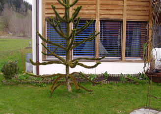 teich mit brunnen